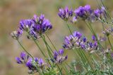 Astragalus arbuscula