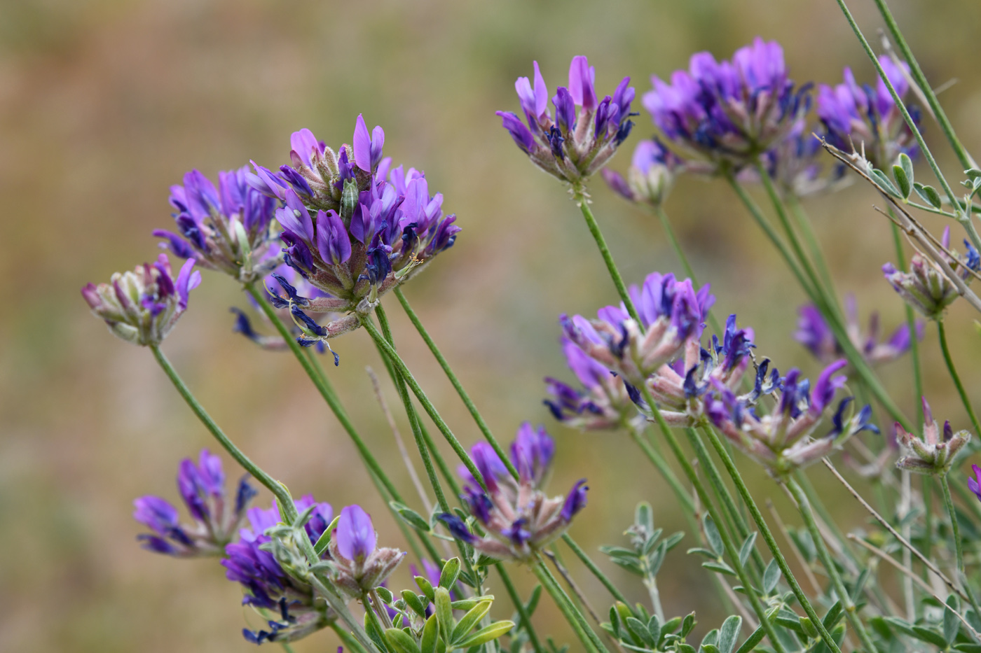 Изображение особи Astragalus arbuscula.