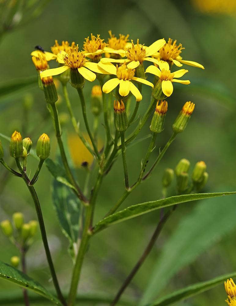 Image of Senecio chassanicus specimen.