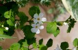 genus Bacopa. Верхушка цветущего растения. Крым, Севастополь, в культуре. 11.05.2023.