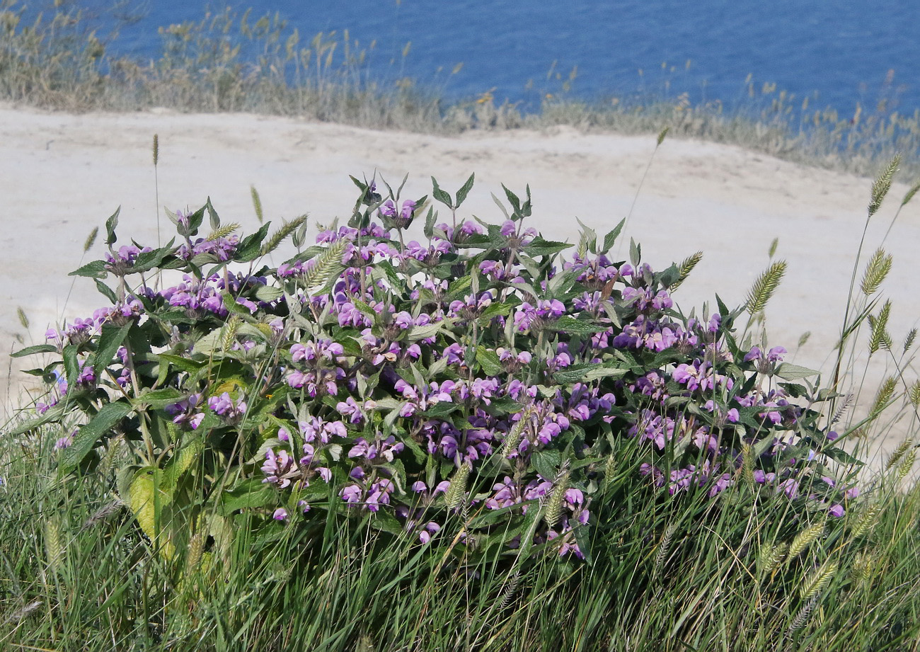 Изображение особи Phlomis taurica.