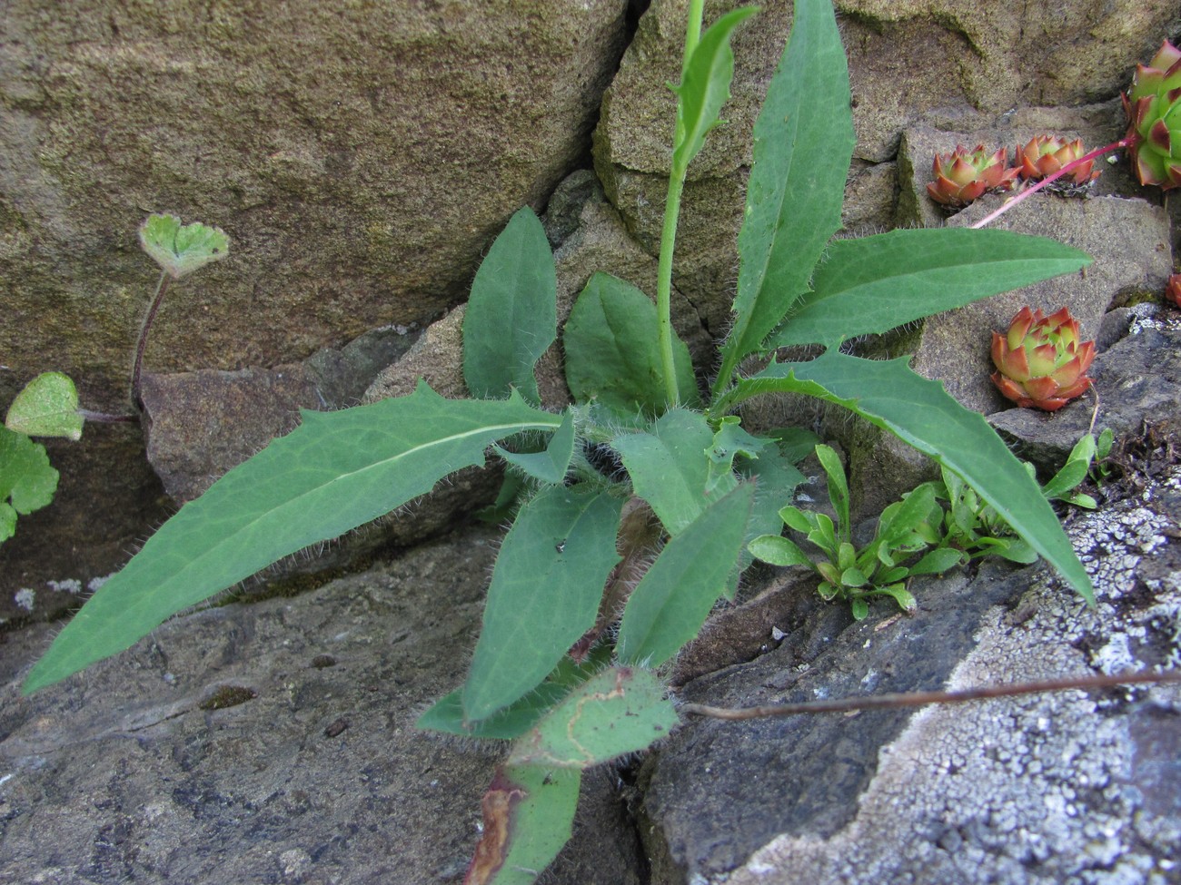 Image of genus Hieracium specimen.