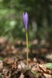 Crocus speciosus. Цветущее растение. Крым, Севастополь, Байдарская долина, дубово-буковый лес. 15.09.2024.