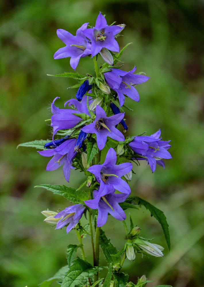 Изображение особи Campanula trachelium.