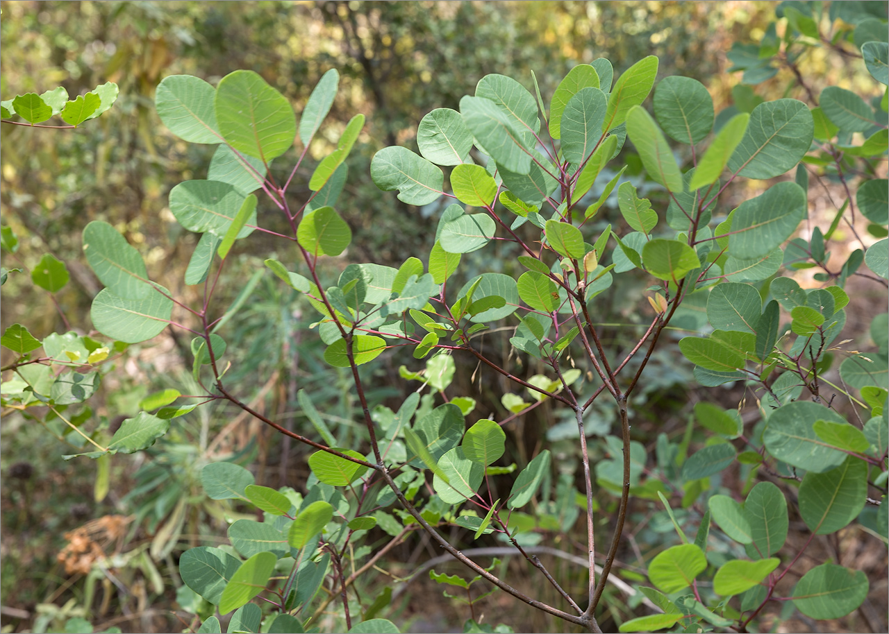 Image of Cotinus coggygria specimen.