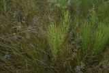 Equisetum arvense