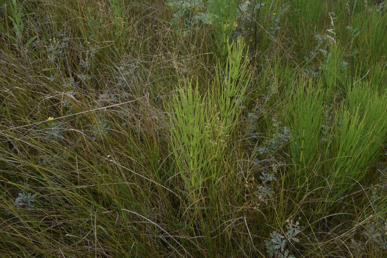 Image of genus Equisetum specimen.