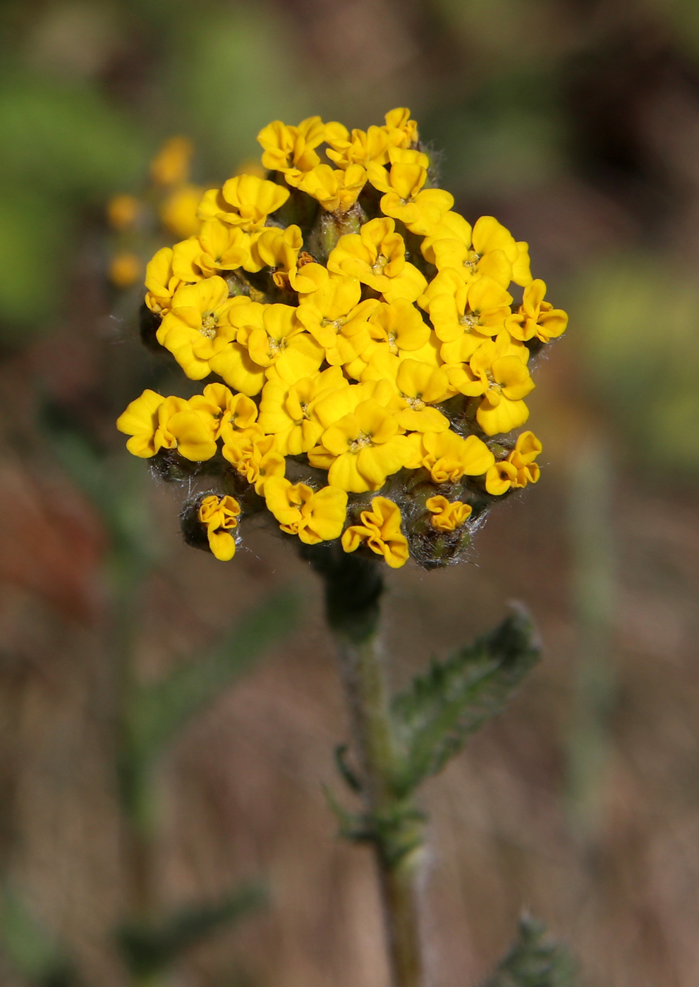 Изображение особи Achillea tomentosa.