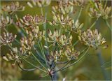 Foeniculum vulgare