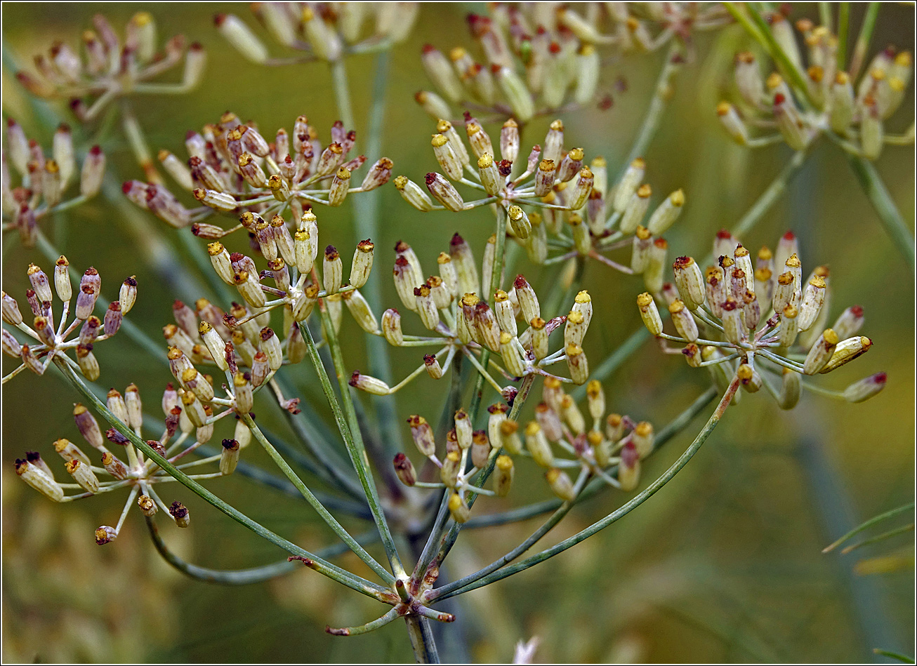 Изображение особи Foeniculum vulgare.