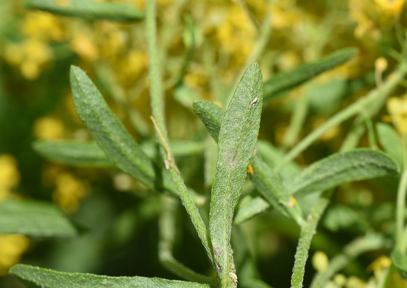 Image of familia Brassicaceae specimen.