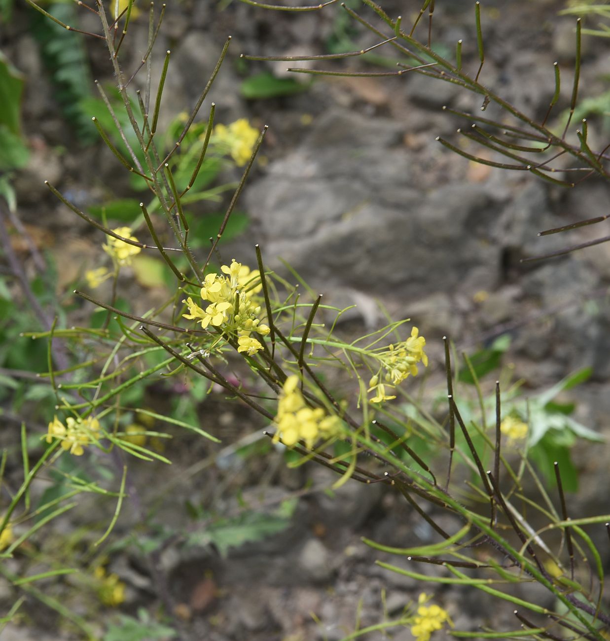 Image of Sisymbrium loeselii specimen.