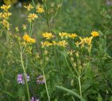 genus Senecio. Верхушки цветущих растений. Чечня, Шаройский р-н, окр. урочища Старый дом Мухтара, луг около правого борта правого притока р. Цесиахк чуть выше устья этого притока. 27 июня 2024 г.