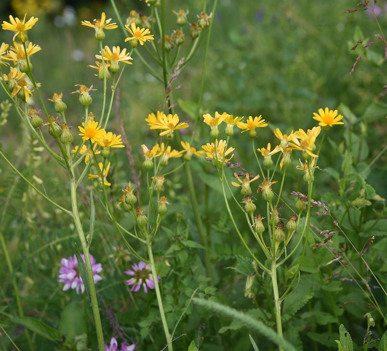 Image of genus Senecio specimen.