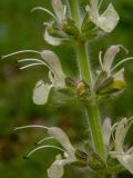 Salvia austriaca. Часть соцветия. Крым, Южный Берег, окр. Ангарского перевала, поляна в лесу. 27.05.2024.