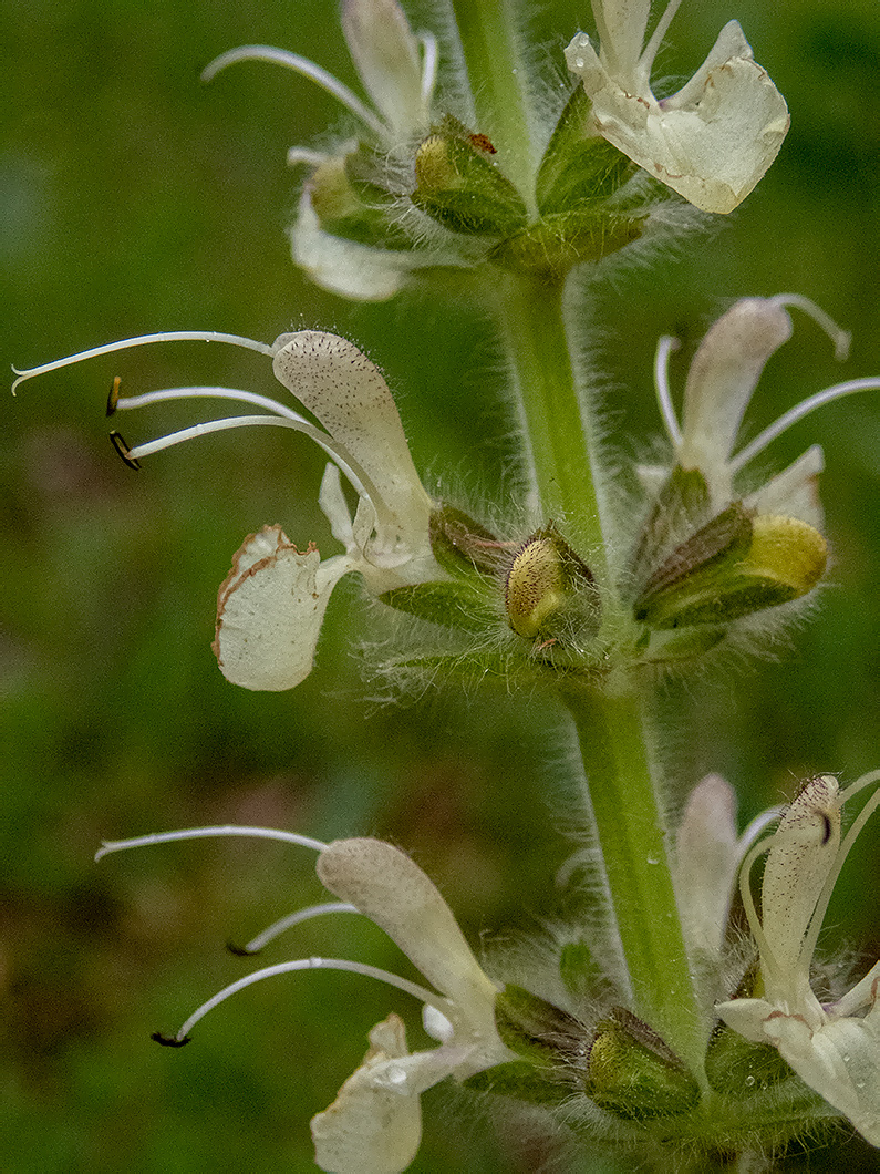 Изображение особи Salvia austriaca.