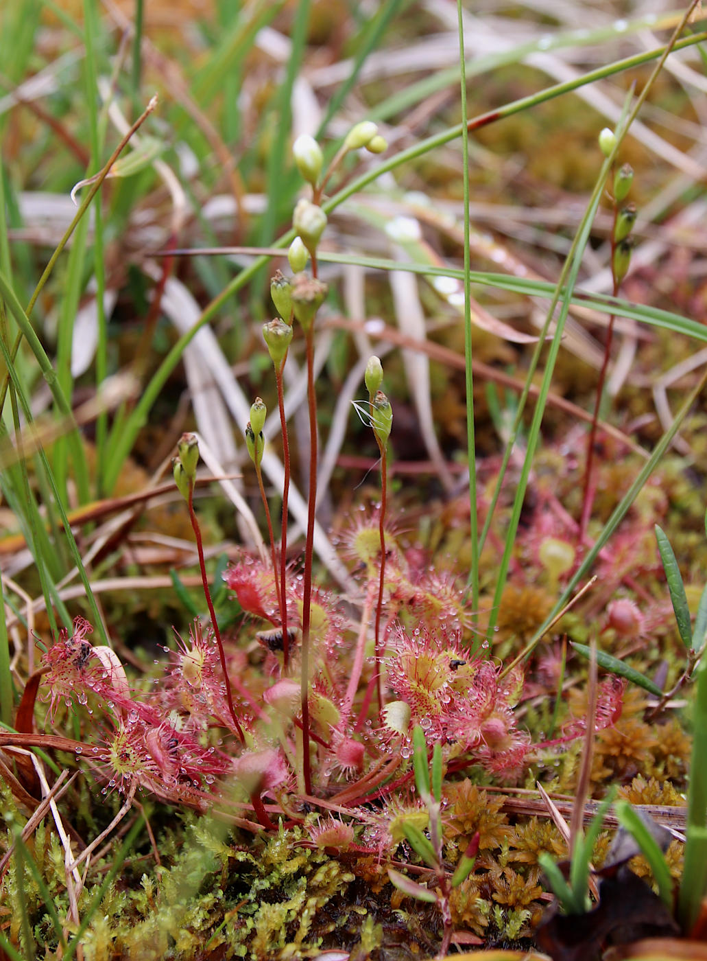 Image of Drosera rotundifolia specimen.