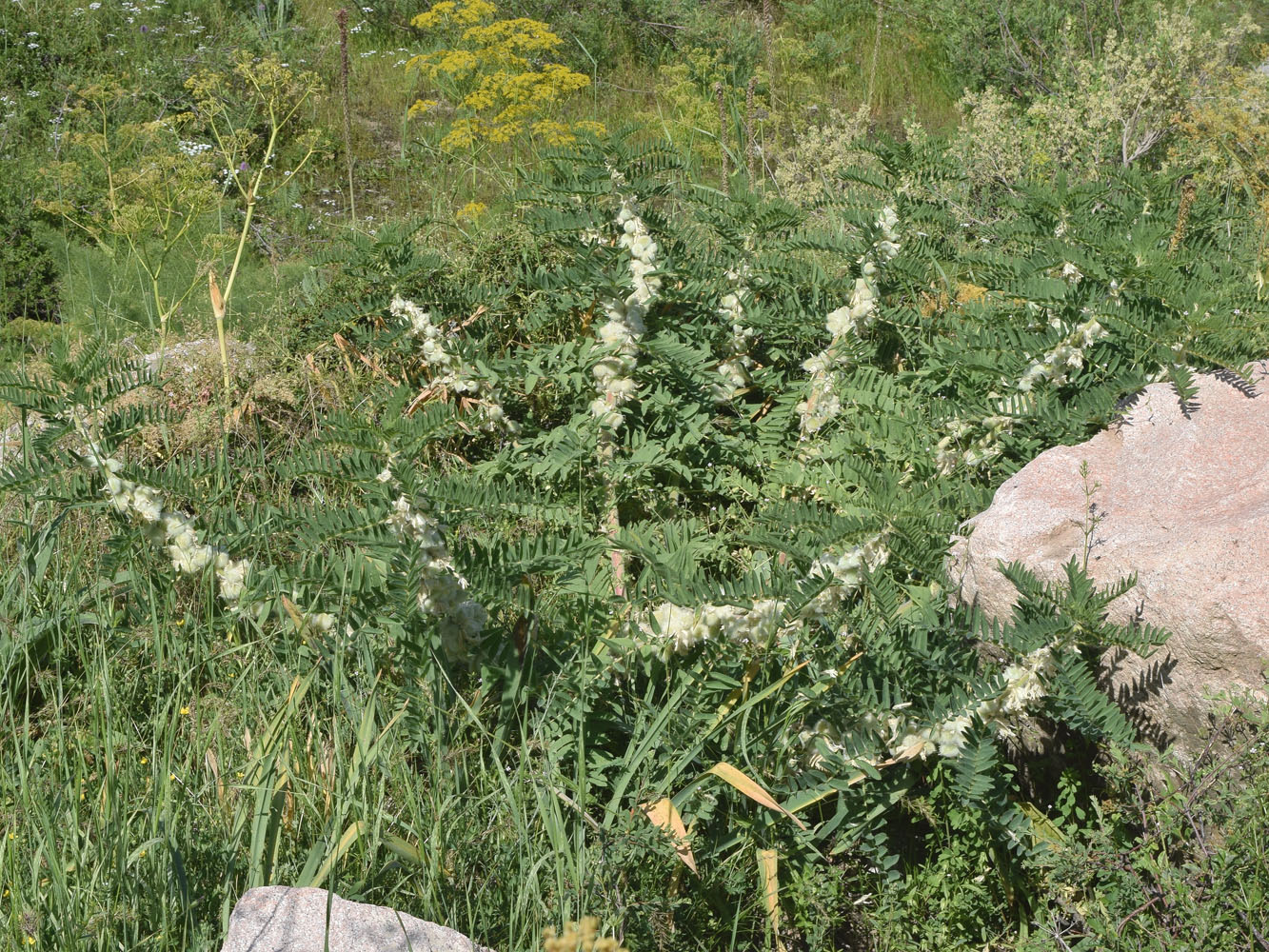 Image of Astragalus sieversianus specimen.