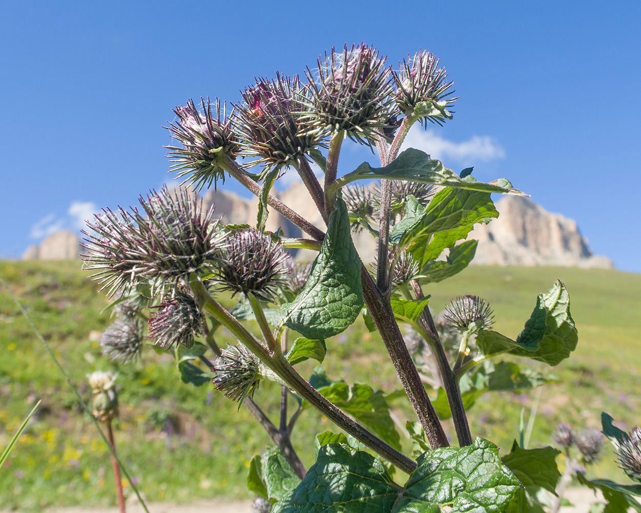 Изображение особи род Arctium.