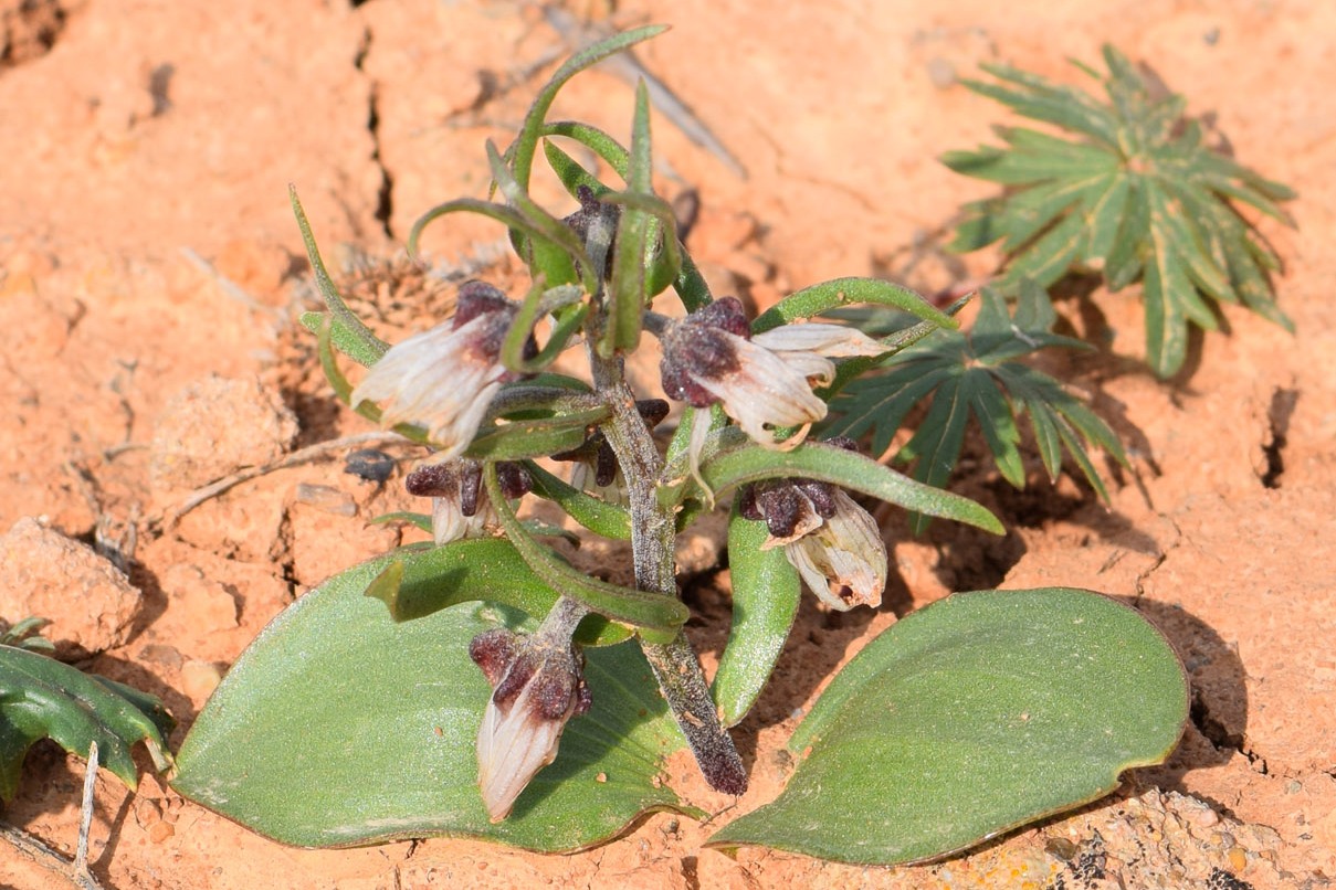 Изображение особи Rhinopetalum stenantherum.