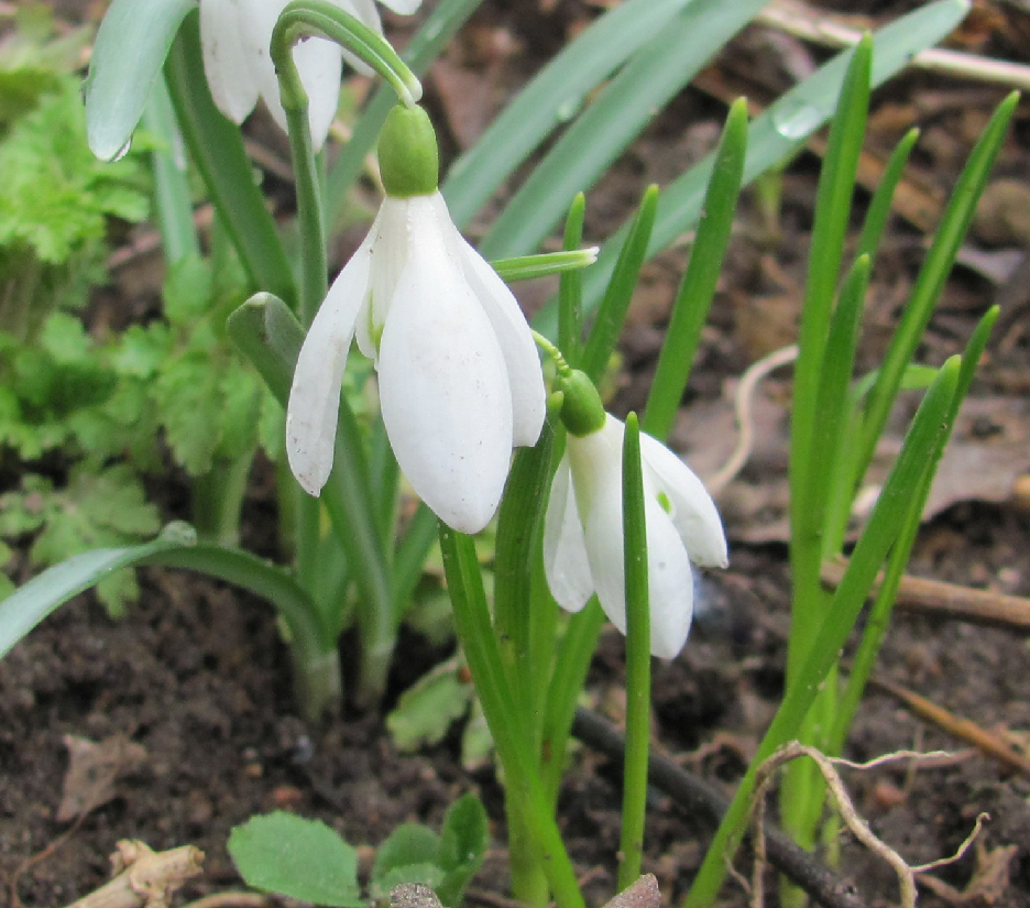 Image of Galanthus nivalis specimen.
