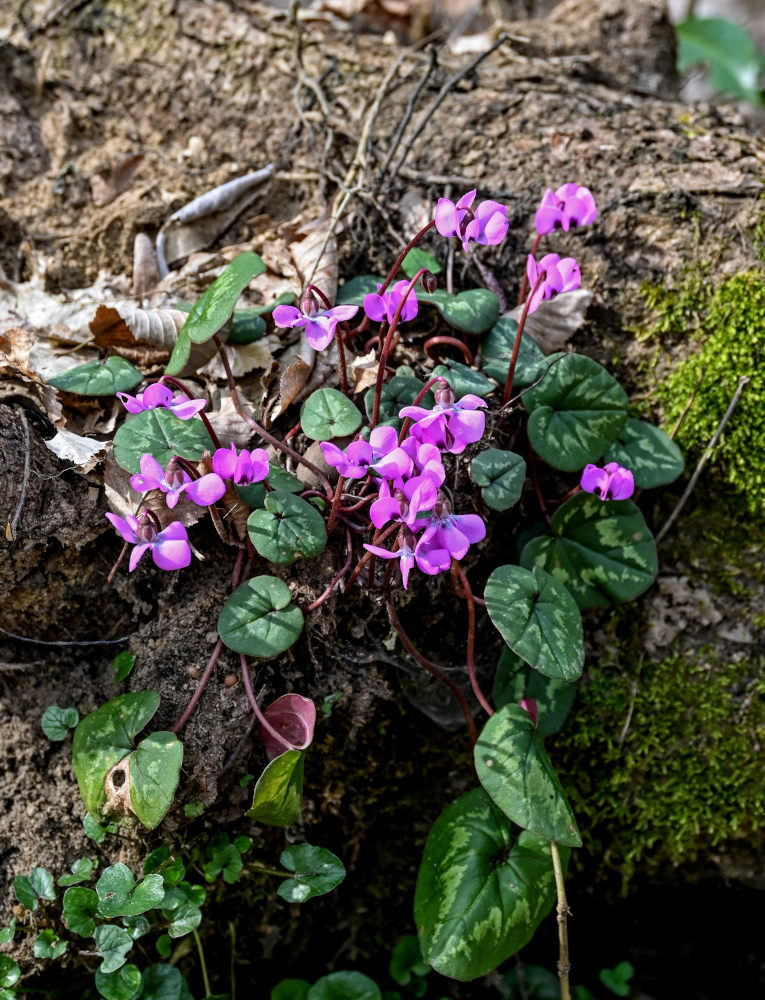 Image of Cyclamen coum specimen.