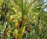Смотреть изображение Pleurospermum uralense