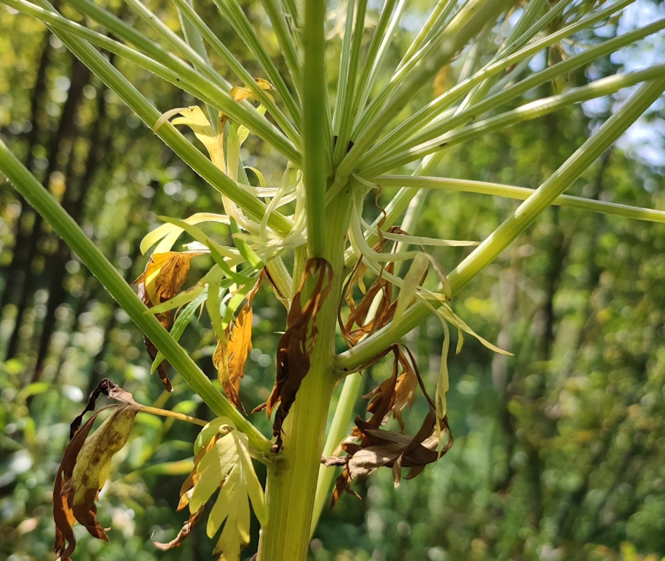Image of Pleurospermum uralense specimen.