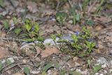 View full-size image Veronica umbrosa