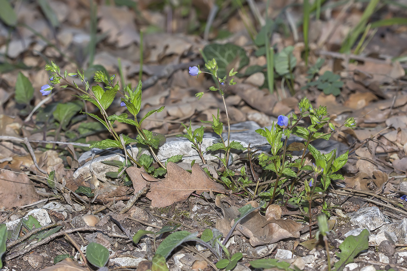 Image of Veronica umbrosa specimen.