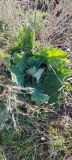 View full-size image Salvia aethiopis