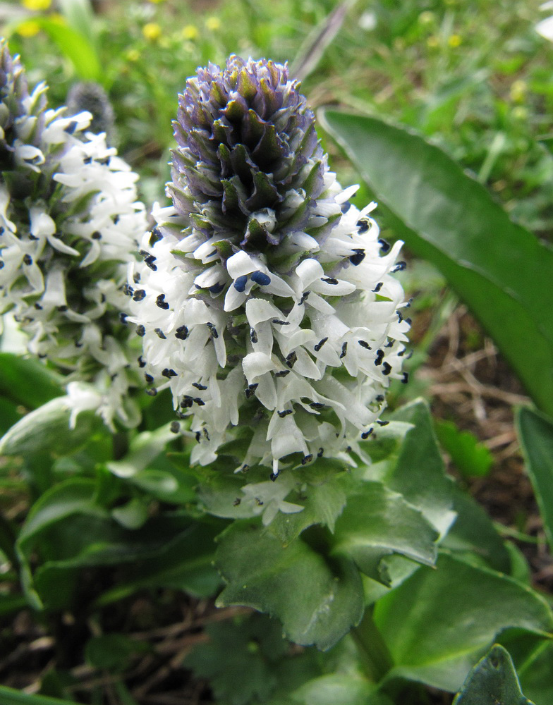 Image of Lagotis minor specimen.