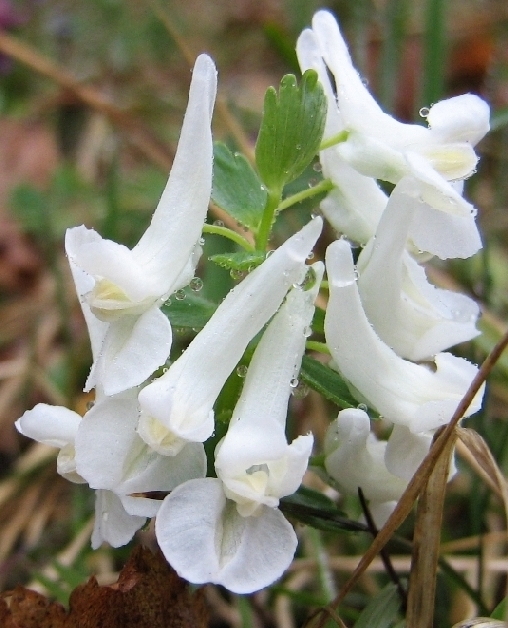 Изображение особи Corydalis solida.