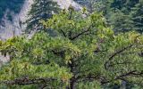 View full-size image Pinus armandii