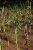 View full-size image Typha latifolia