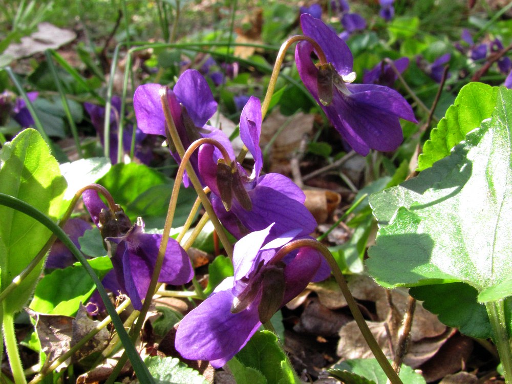 Image of Viola odorata specimen.