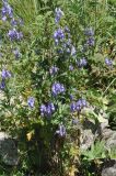 View full-size image Aconitum cymbulatum
