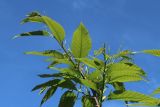 View full-size image Castanea sativa