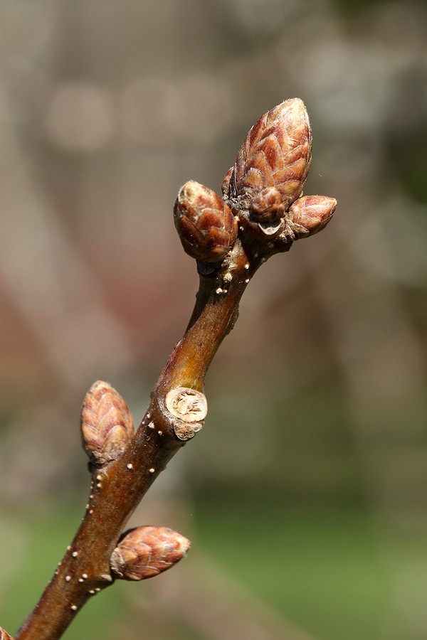 Изображение особи Quercus robur.