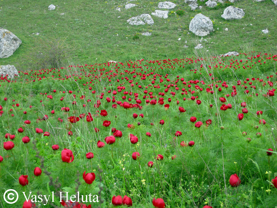 Изображение особи Paeonia tenuifolia.