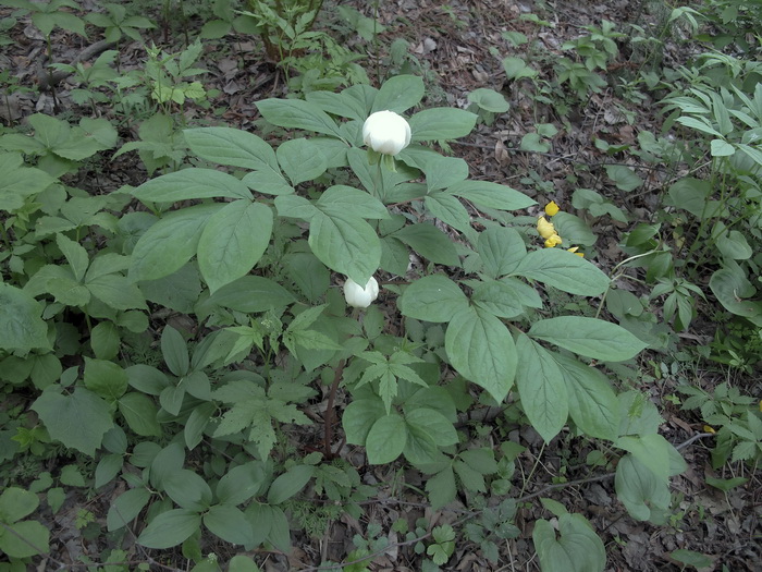 Image of Paeonia obovata specimen.