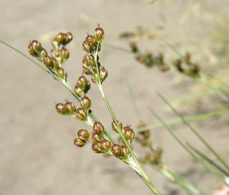 Image of Juncus compressus specimen.