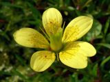 Saxifraga hirculus. Цветок. Свердловская обл., окр. г. Североуральск, южная окраина Колонгинского водохранилища, болото. 01.08.2011.