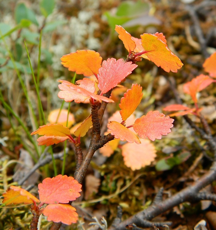 Изображение особи Betula nana.