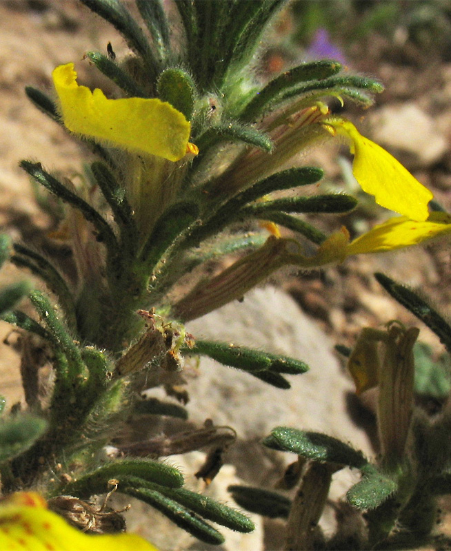 Image of Ajuga chia specimen.