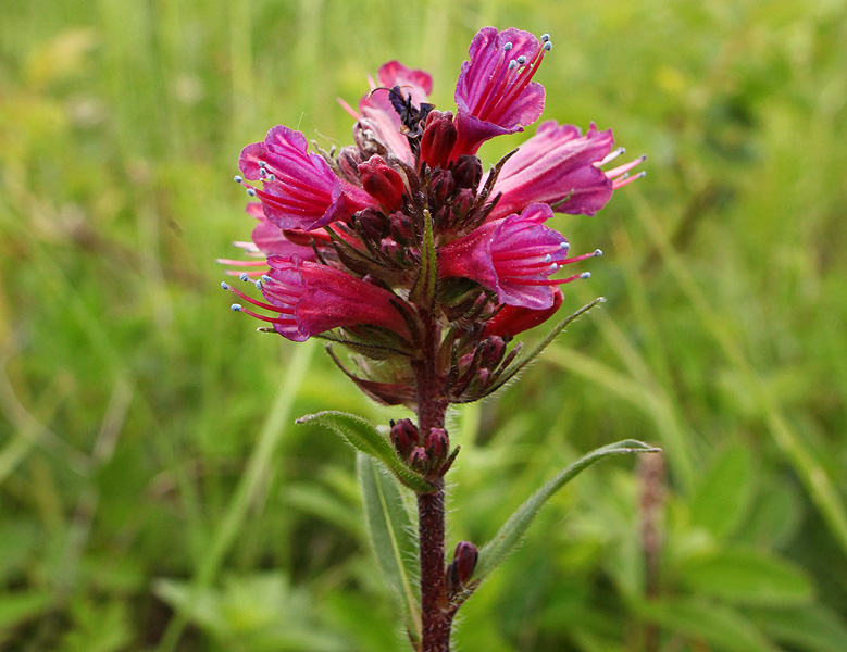 Image of Echium russicum specimen.