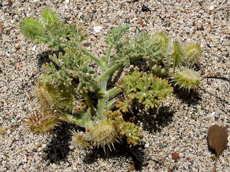 Image of Pseudorlaya pumila specimen.