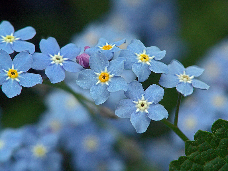 Image of Myosotis sylvatica specimen.