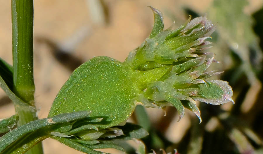 Image of Pteranthus dichotomus specimen.