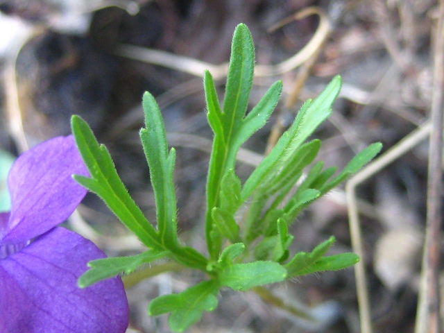 Image of Viola dissecta specimen.